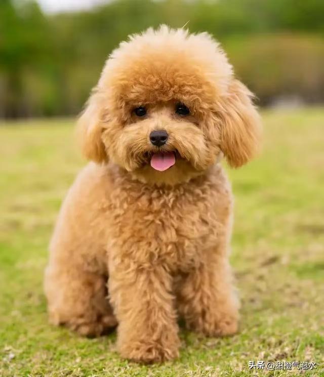 属狗的朋友别憋屈！3月8日起，财运、贵人、正缘全到齐！写给每一个曾弯腰的属狗人：