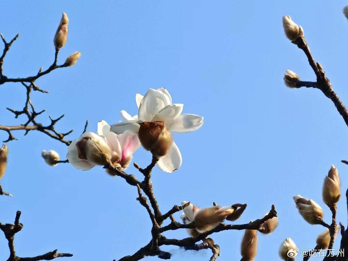 #重庆万州城内春暖花开#春暖花开，万州城区公园内的海棠花、玉兰花悄然绽放，洁白的