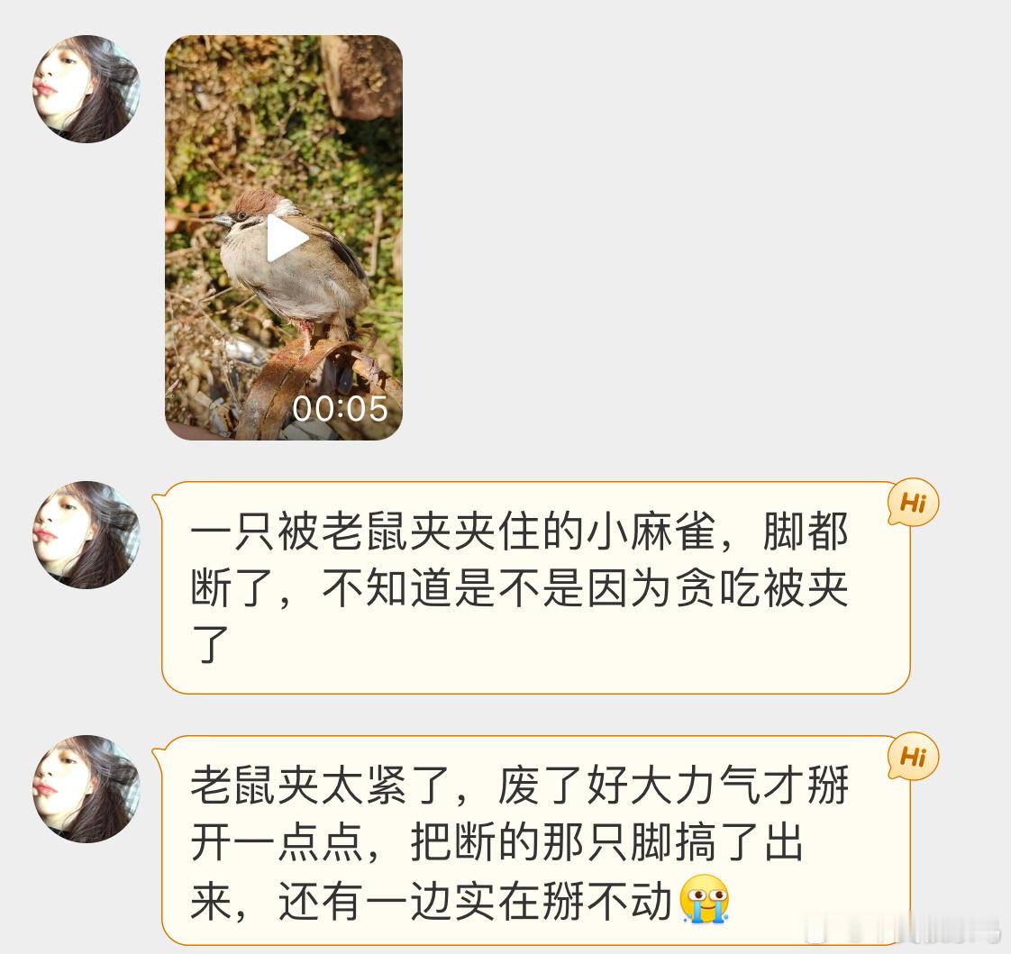 #鸟粉投稿# 被老鼠夹夹住的小麻雀腿是保不住了[泪] ​​​