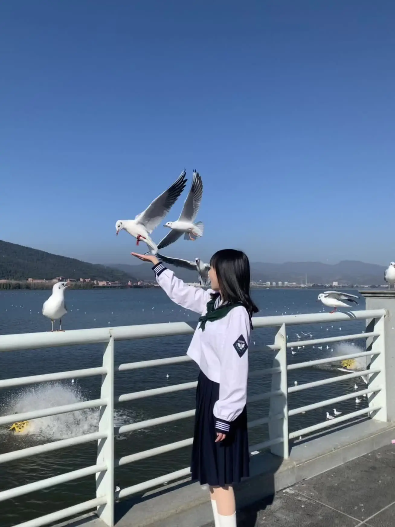 总有一只海鸥为你停留𓅰𓅬𓅮𓅯𓅷