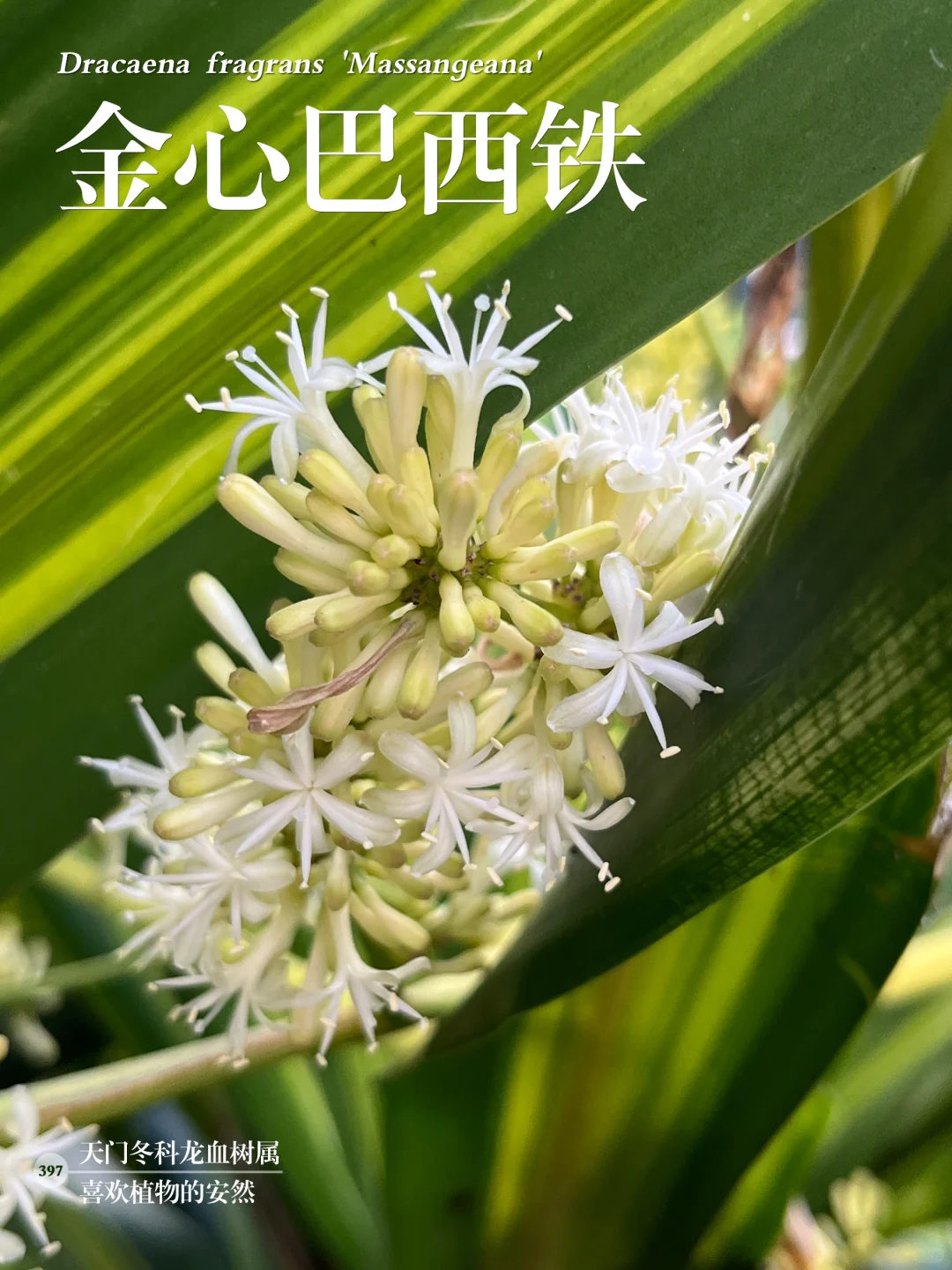 福州植物打标397｜金心巴西铁