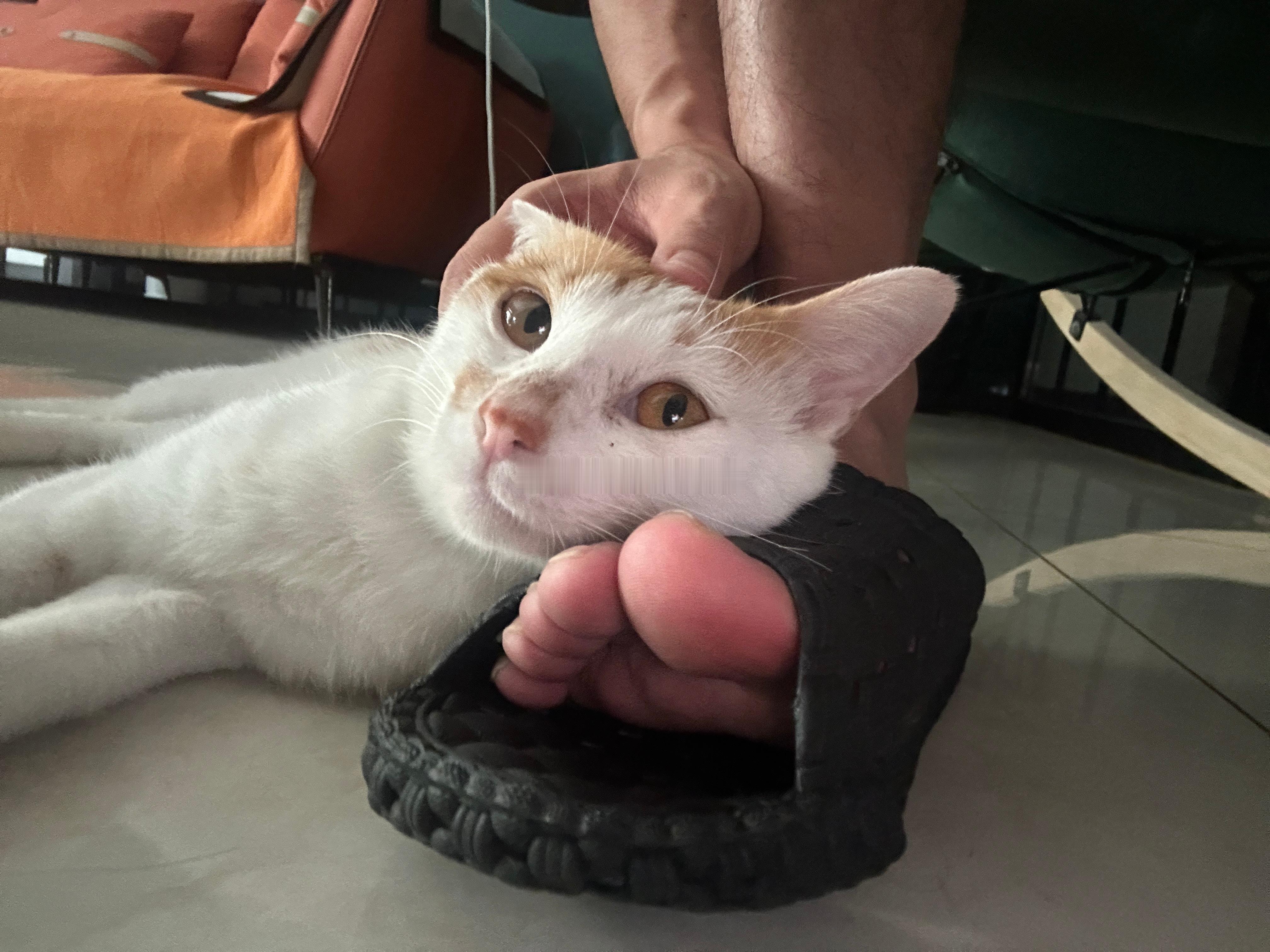 小猫小狗陪加班陪玩 
