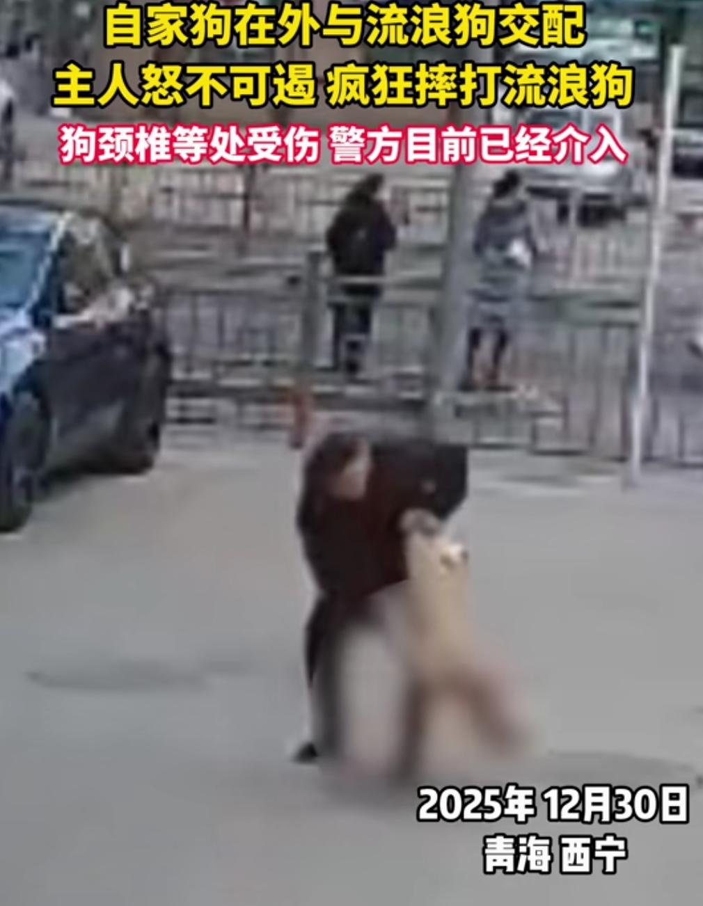 残忍！当街施暴流浪狗！
12月30日，青海西宁一男子遛狗没栓牵引绳，结果自家狗和
