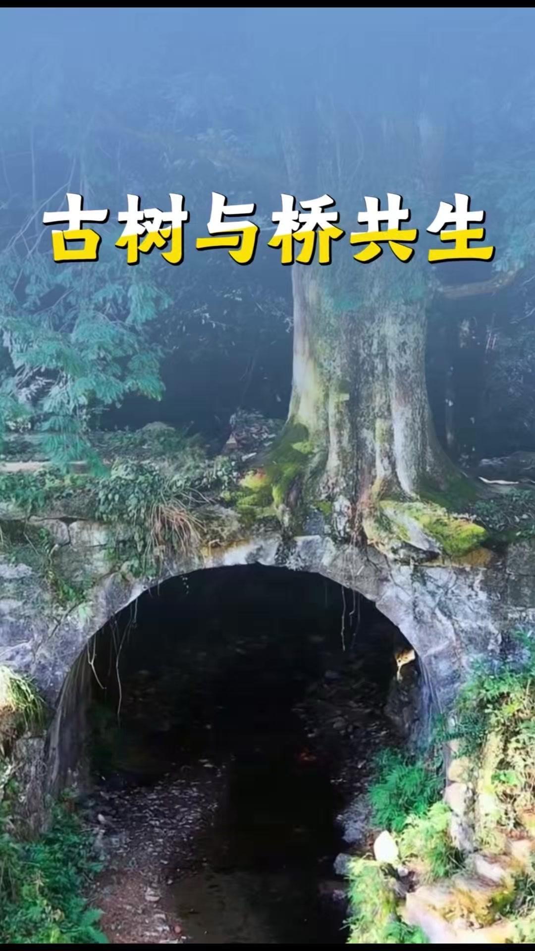 湖南汝城的小村子里藏着一处逆天景观！古桥之上，千年红豆杉傲然挺立，上不着天，下不