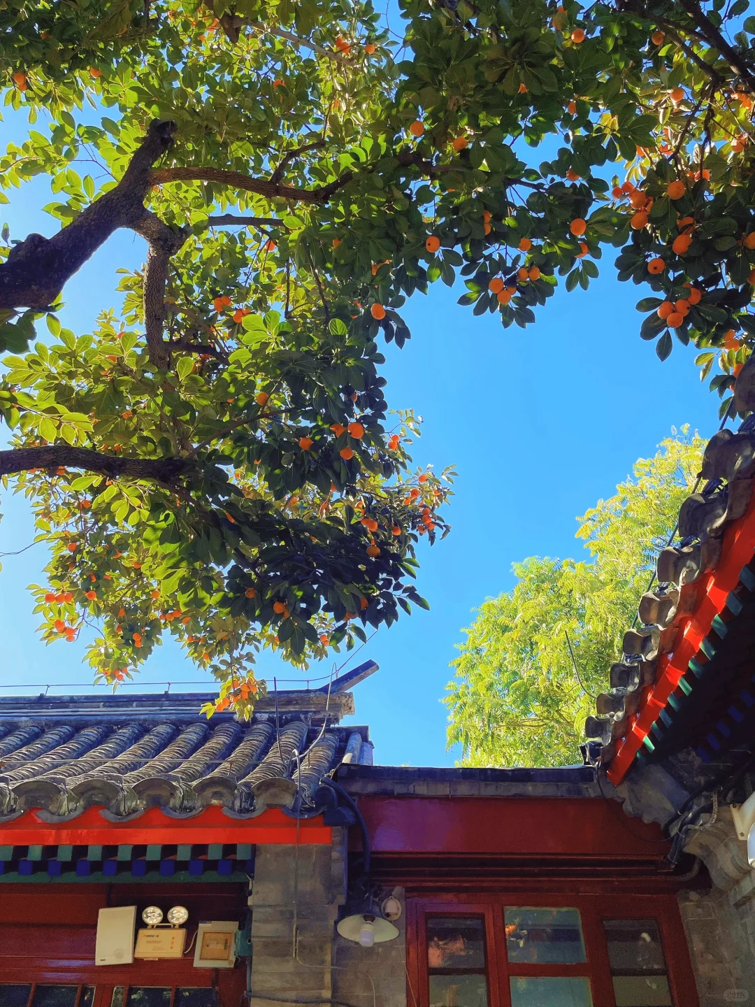 北京秋天必打卡地+1🍂老舍先生丹柿小院