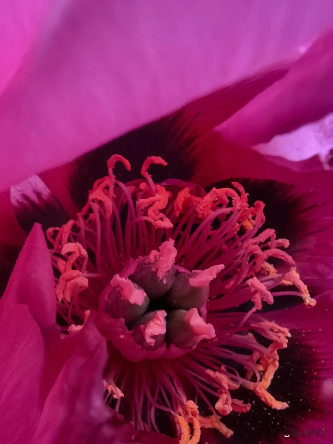 花的心藏在蕊中从不轻易让人懂