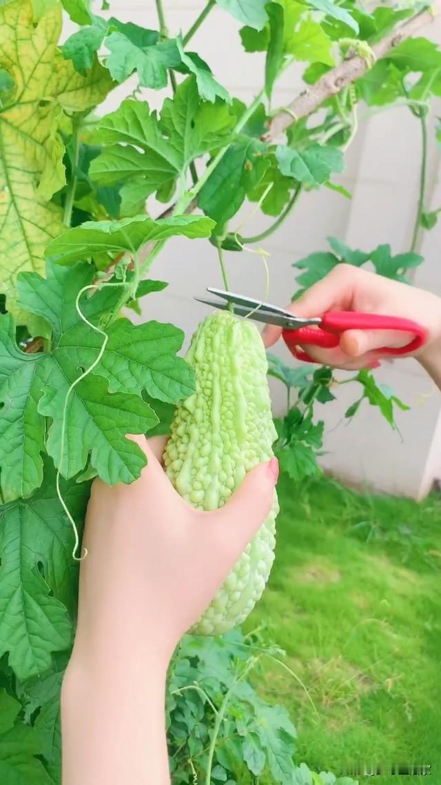 成年人再读陶渊就知道：真正的彻底躺平，结局只有惨败。
 
从小到大，课本都在歌颂