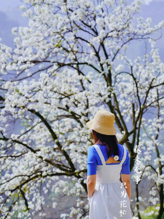 踏春出游｜都江堰百年樱花民宿，山花正烂漫
