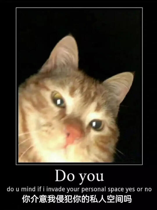 关于小猫的梗图🦴
