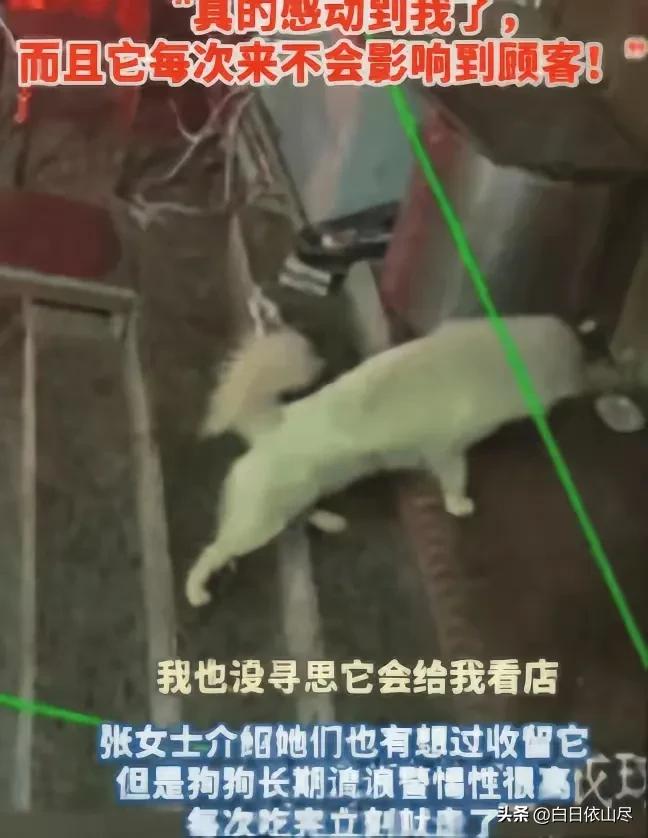 万物有灵！吉林，一烧烤店老板娘多次投喂流浪狗，谁知，流浪狗趁她每天收摊后，又来店