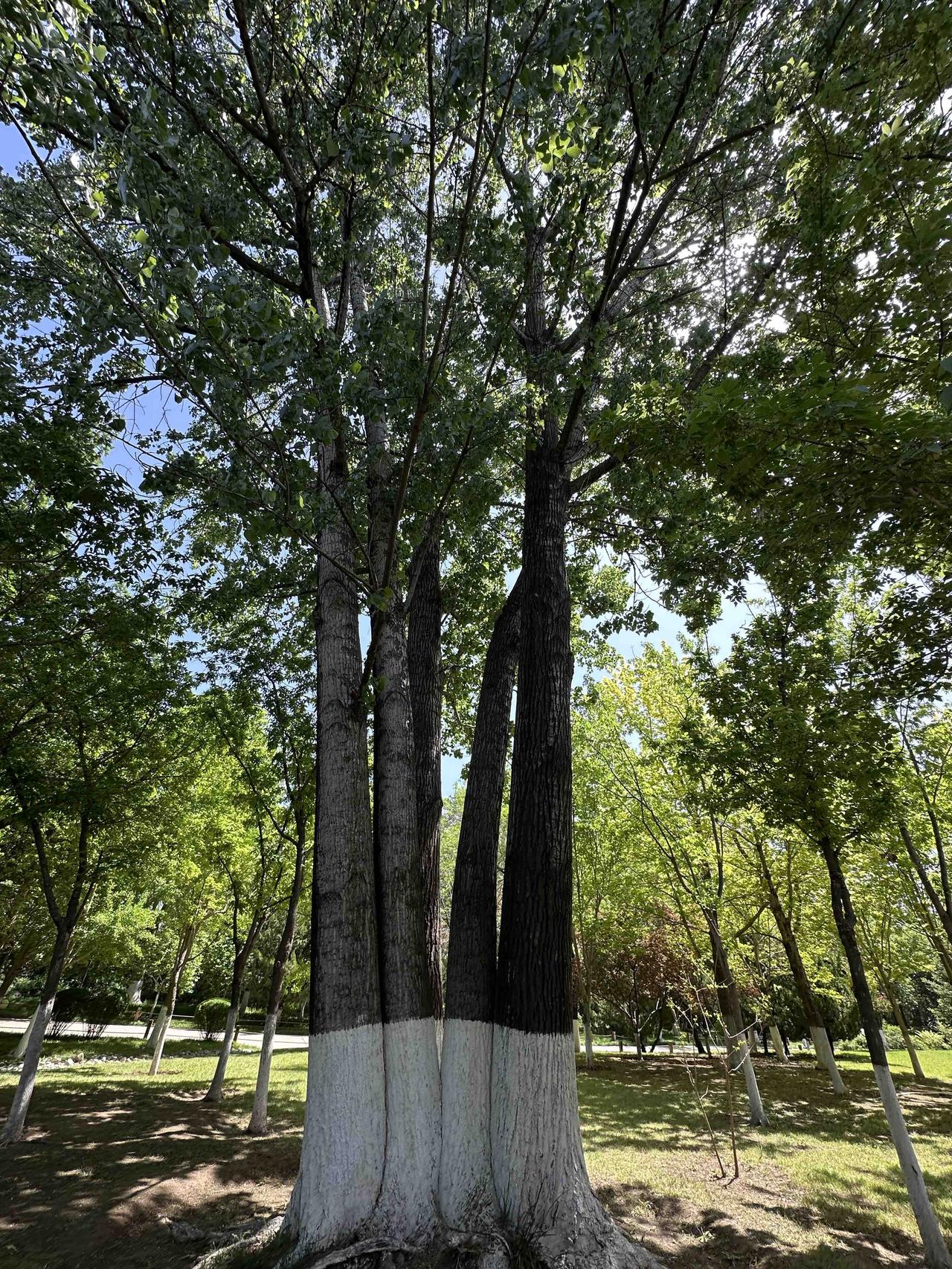 大济南还是很美的啊！
“人间四月芳菲尽，山寺桃花始盛开”，红叶谷依然生机盎然，郁