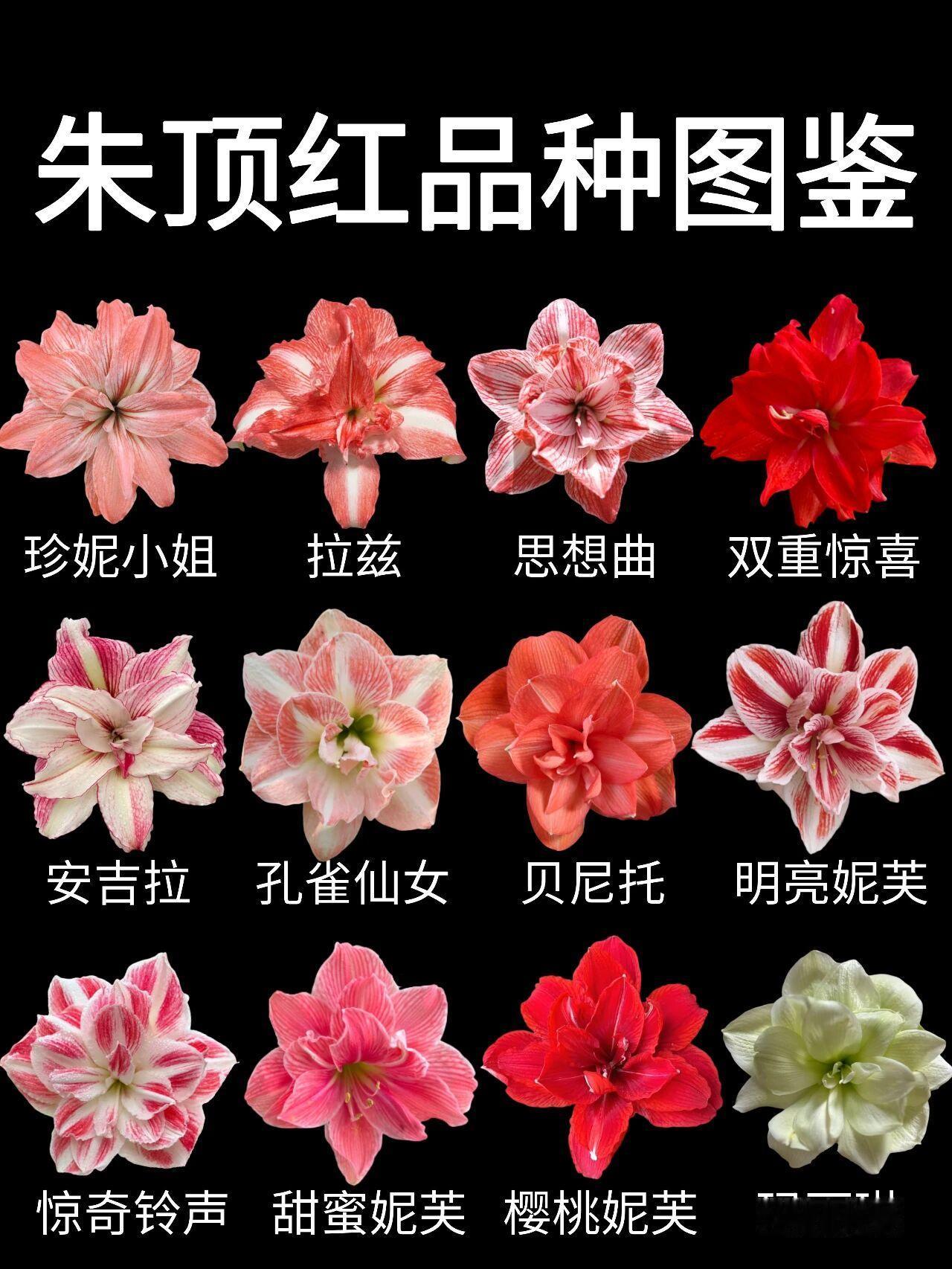 朱顶红是观赏性极佳的球根花卉，俗称对红，品种分单瓣（如红狮、粉色惊喜）和重瓣（如