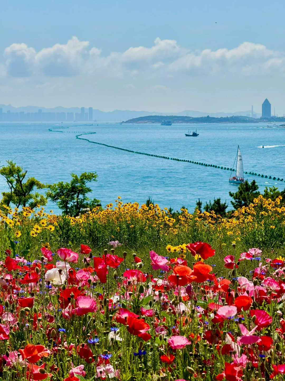 青岛小麦岛虞美人🌹美到失语！附打卡路线图