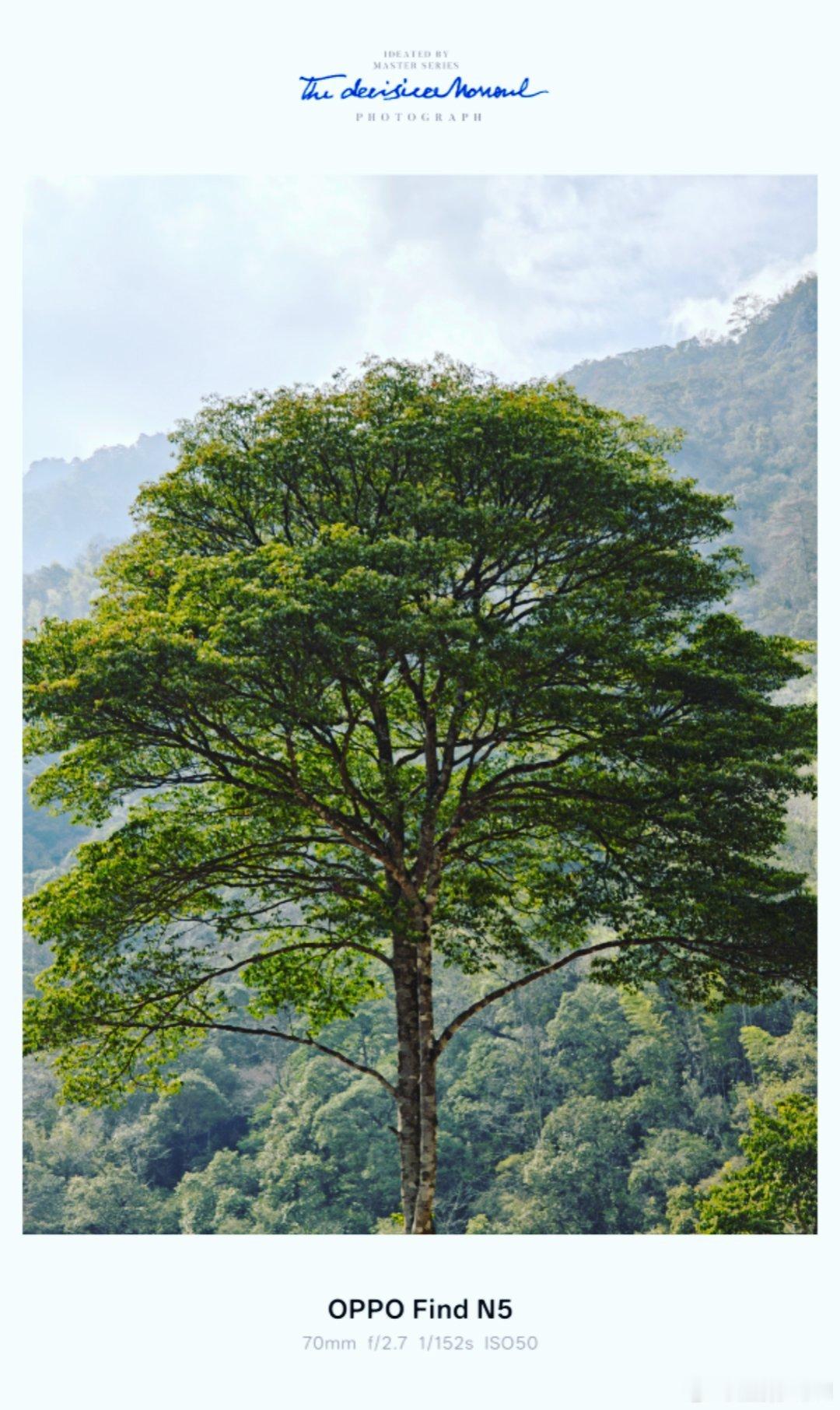 摄影不凡 夏天太热了，建议大家去森林走走，看看神奇的植物，吸收大自然的精华。Ph
