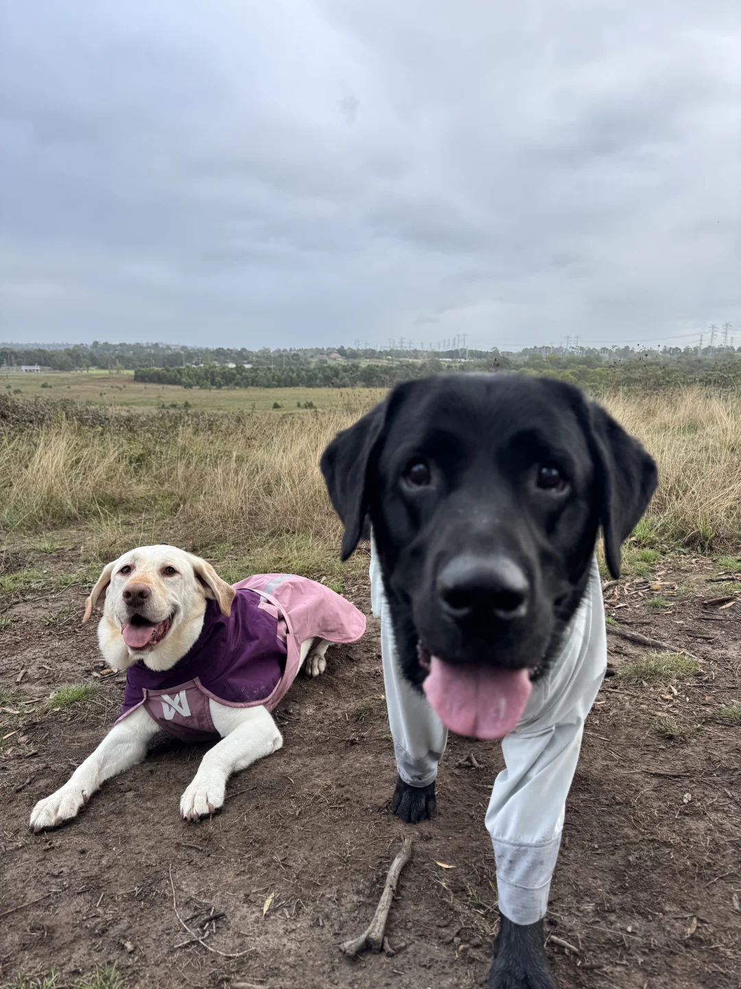小狗遛遛 🐕‍🦺