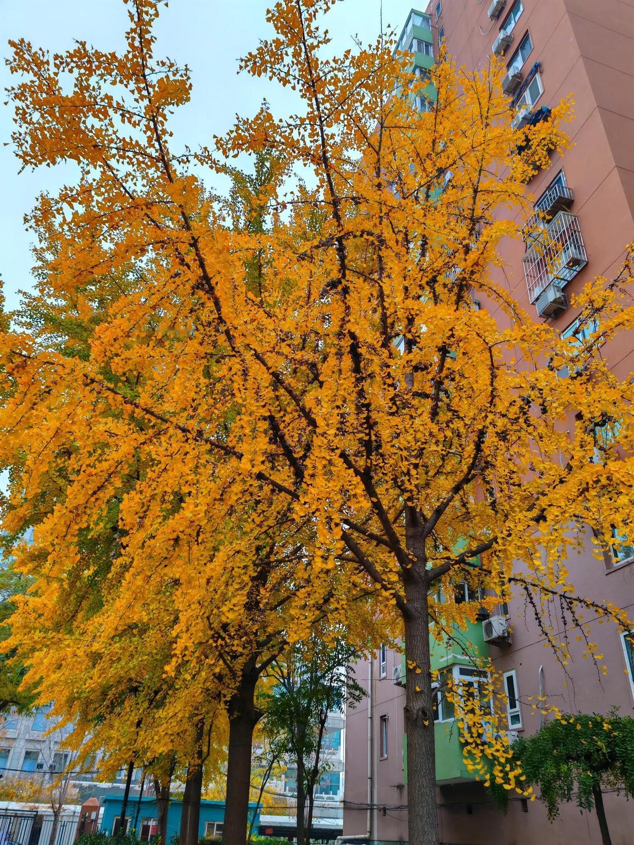 京城一偶:家居院子里的秋色……北京的初冬美景分享北京的秋天 ​​​