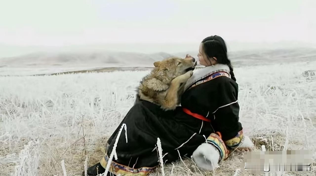 狼王格林还在草原上活着。

十六岁的狼，毛色灰白，动作慢了，但它依然是若尔盖草原