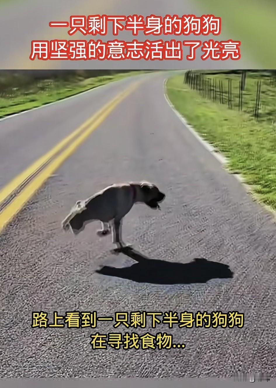 太可怜了！这天一位小哥哥铺晨跑，当他跑到一条风景秀丽的小路上的时候，看到无比凄惨