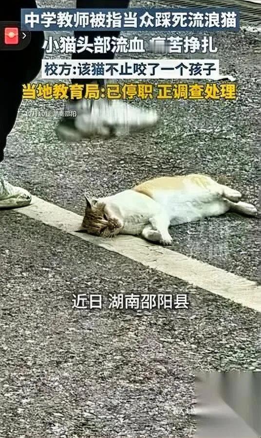 学校里的猫，怎么就成了“麻烦”？

邵阳县二中那只总在传达室门口蜷着晒太阳的小奶