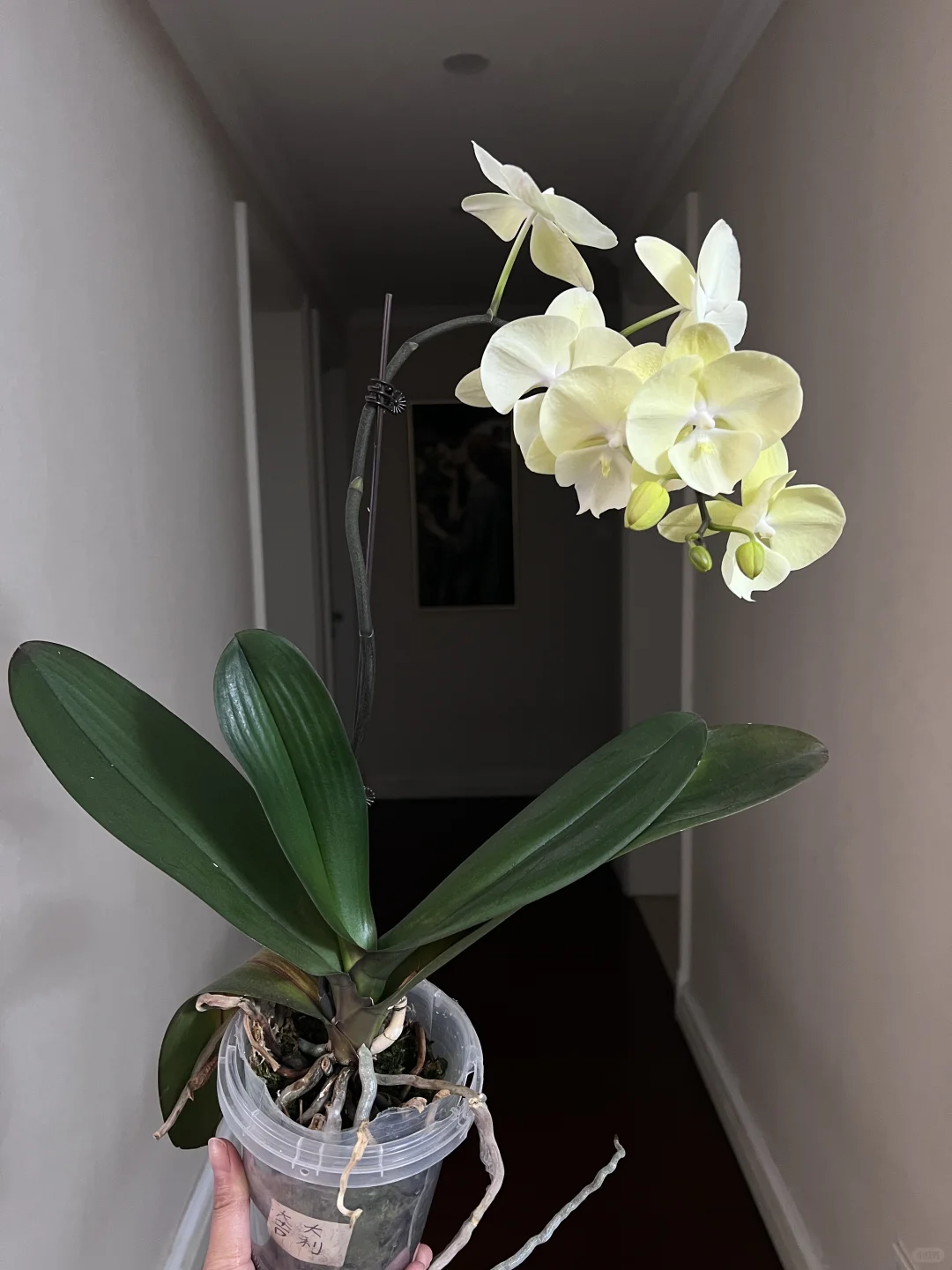 大吉大利：夏天也能开花的蝴蝶兰🤗