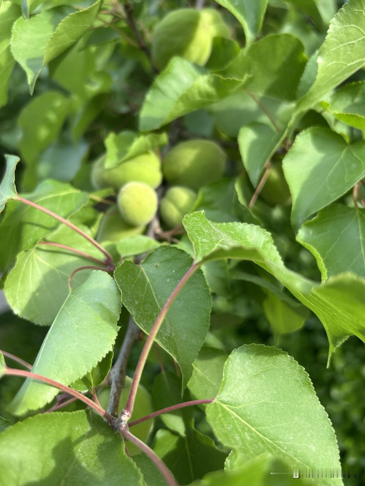 一句话记录春日心情春风温柔，万物可爱，心情也跟着开花啦。