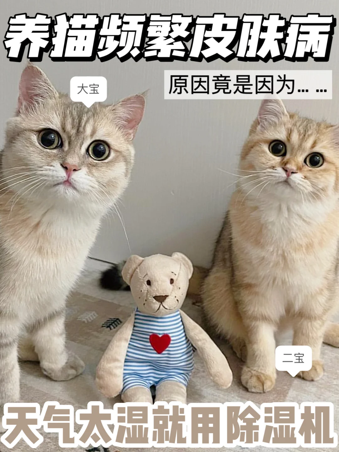 猫咪频繁皮肤病？可能原因出在这！