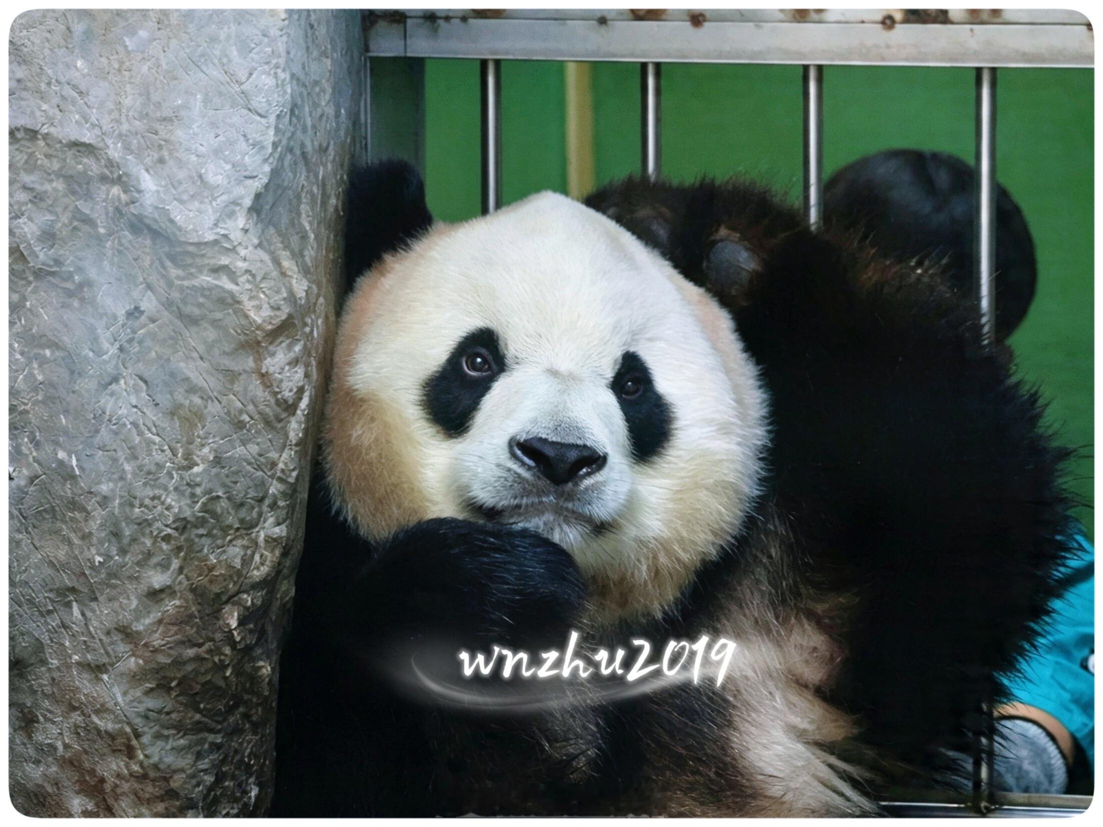 大熊猫胖大海 喜欢按摩的小福星 