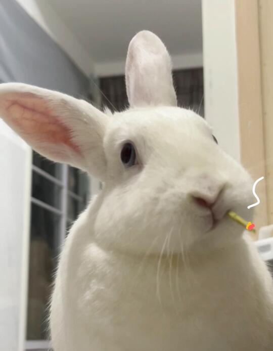 嘶～呼～含泪出猫猫兔一只