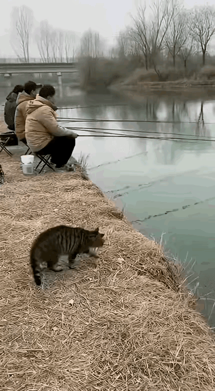 小猫，瞧你们钓鱼还想展示自己的本事，我轻轻松松就抓上一条鱼。你们在那儿一坐就是半