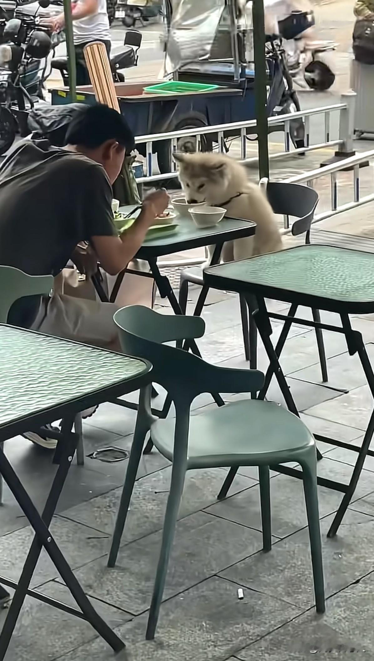 现在的年轻人养狗，直接让狗的地位上升到与人一个高度，可以和人一起上桌吃饭了！
年