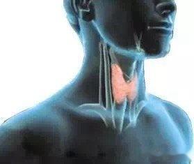 查出甲状腺结节就怕了？到处问人该忌口什么？请先别慌……甲状腺，有中间相连的左右两