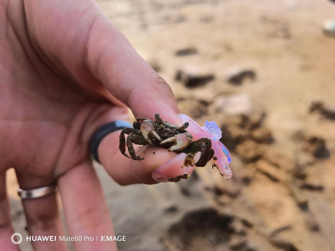 来到红海滩，怎么可能不体验体验赶海拾贝、泥滩捉蟹呢？踩在松软的泥质海滩上，挖挖藏