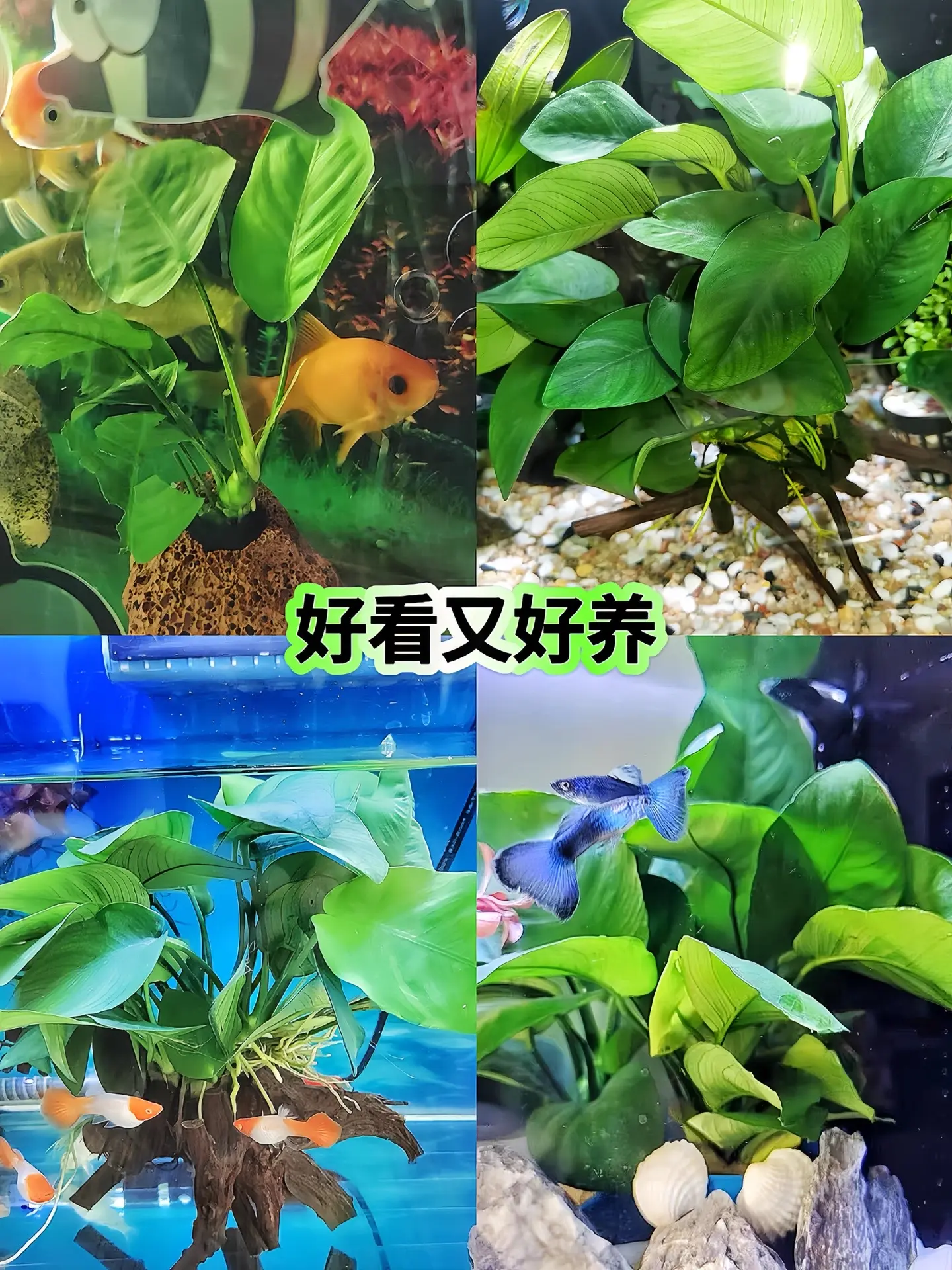 新手水草大叶榕，有水就能活，放在鱼缸好看又好养还能净化水质