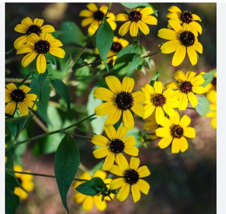 关于慢性前列腺炎综合征细菌培养我想说的一些歪歪理
前列腺或精液培养的所谓菌不好说