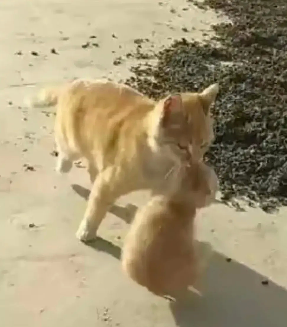 猫咪是怎么做到叼着自己的孩子走路，又不会咬伤它们的？ 这么锋利的牙齿，求解惑… 