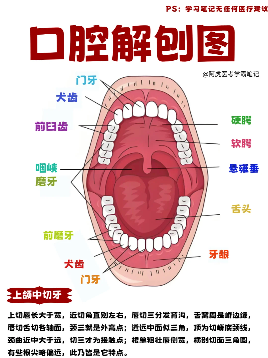 医学生笔记📒｜口腔解刨学👆
