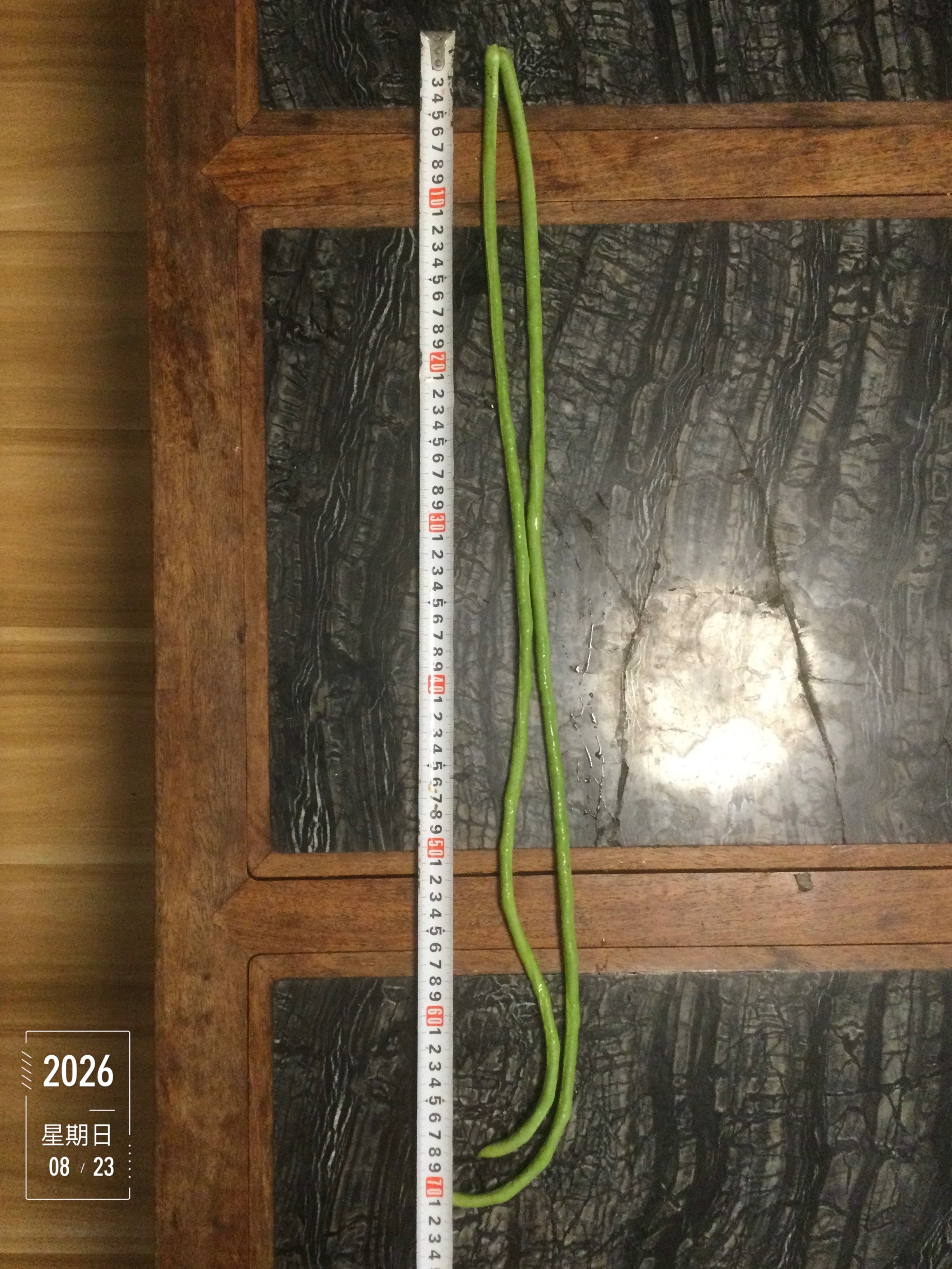 【2026年种植记事】立秋之后过后瓜果稀，豆橛子长到七十多厘米。 今日处暑，三伏