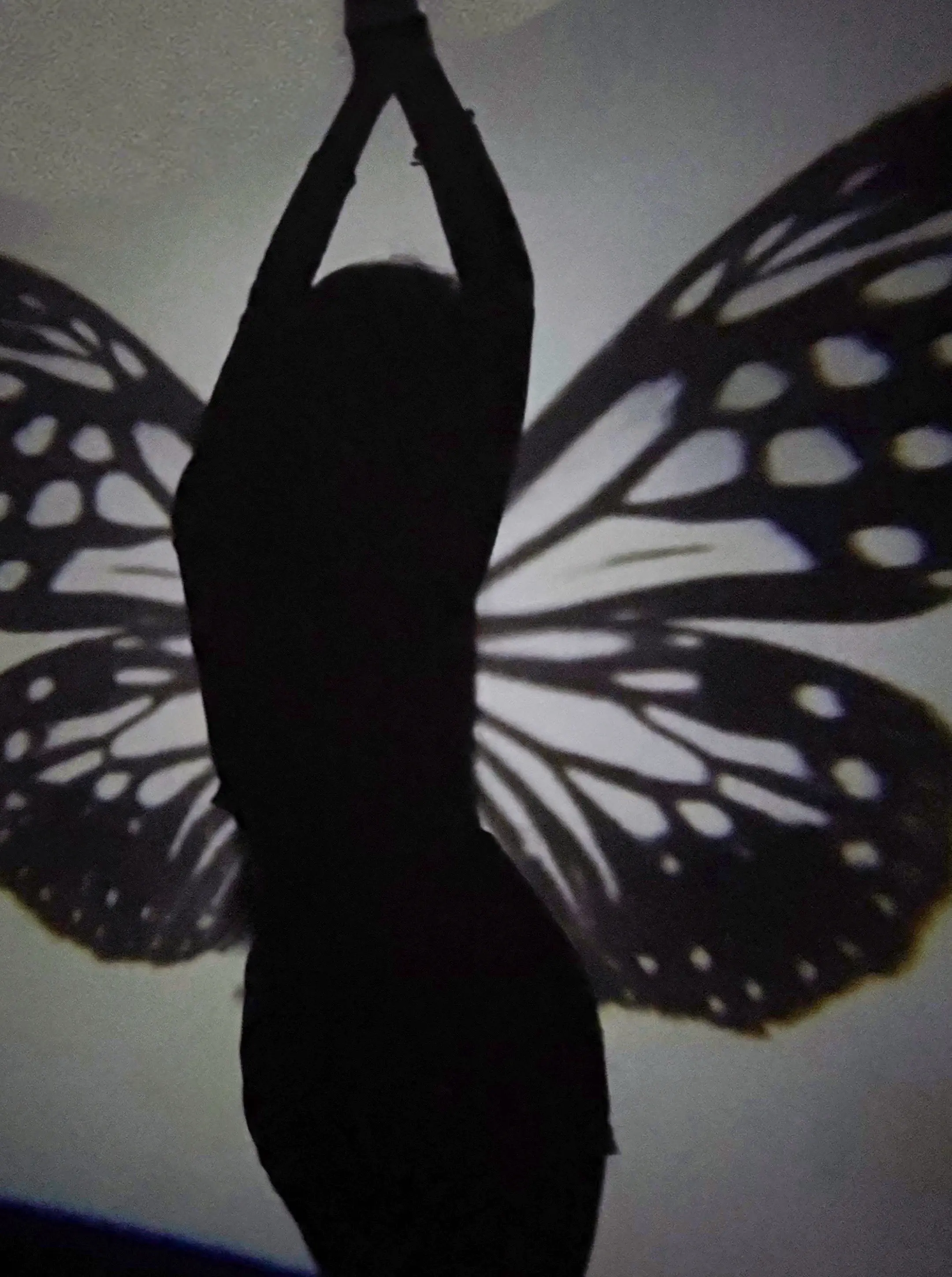 你怎么只和她聊天，我家也有只会后空翻的猫