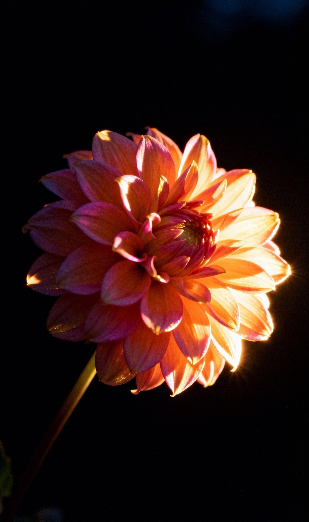 今天就这样吧，人家不砸我们就算了。没买够自己补点，差不多的就算了。最好尾盘拉上去