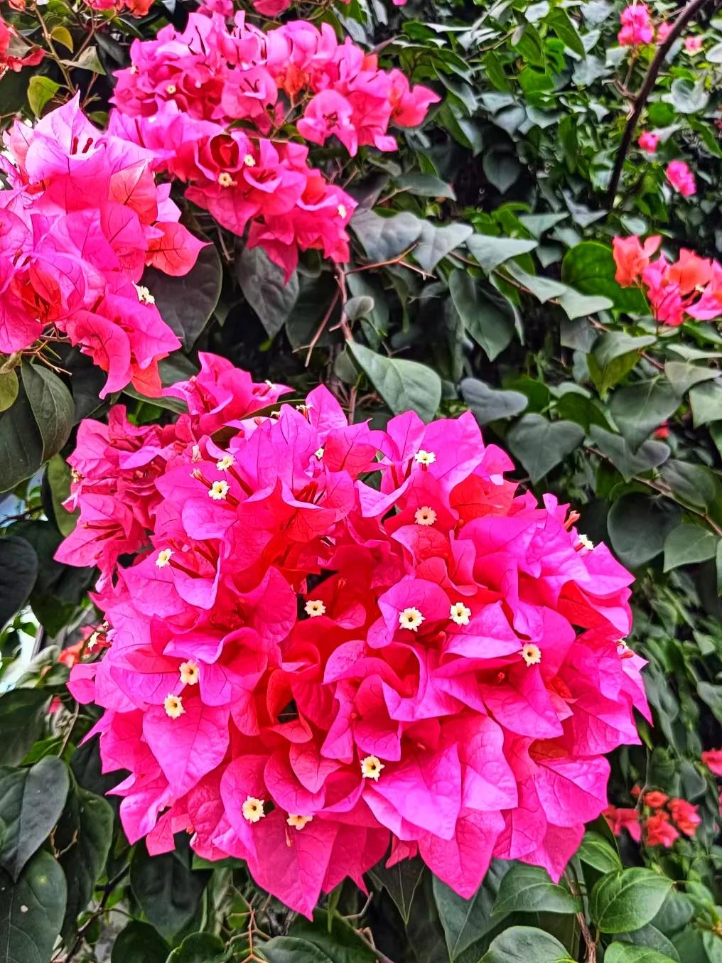 #分享一张随手拍的花。#
江门市花三角梅（勒杜鹃）
网红打卡地：江门市中华酒店的