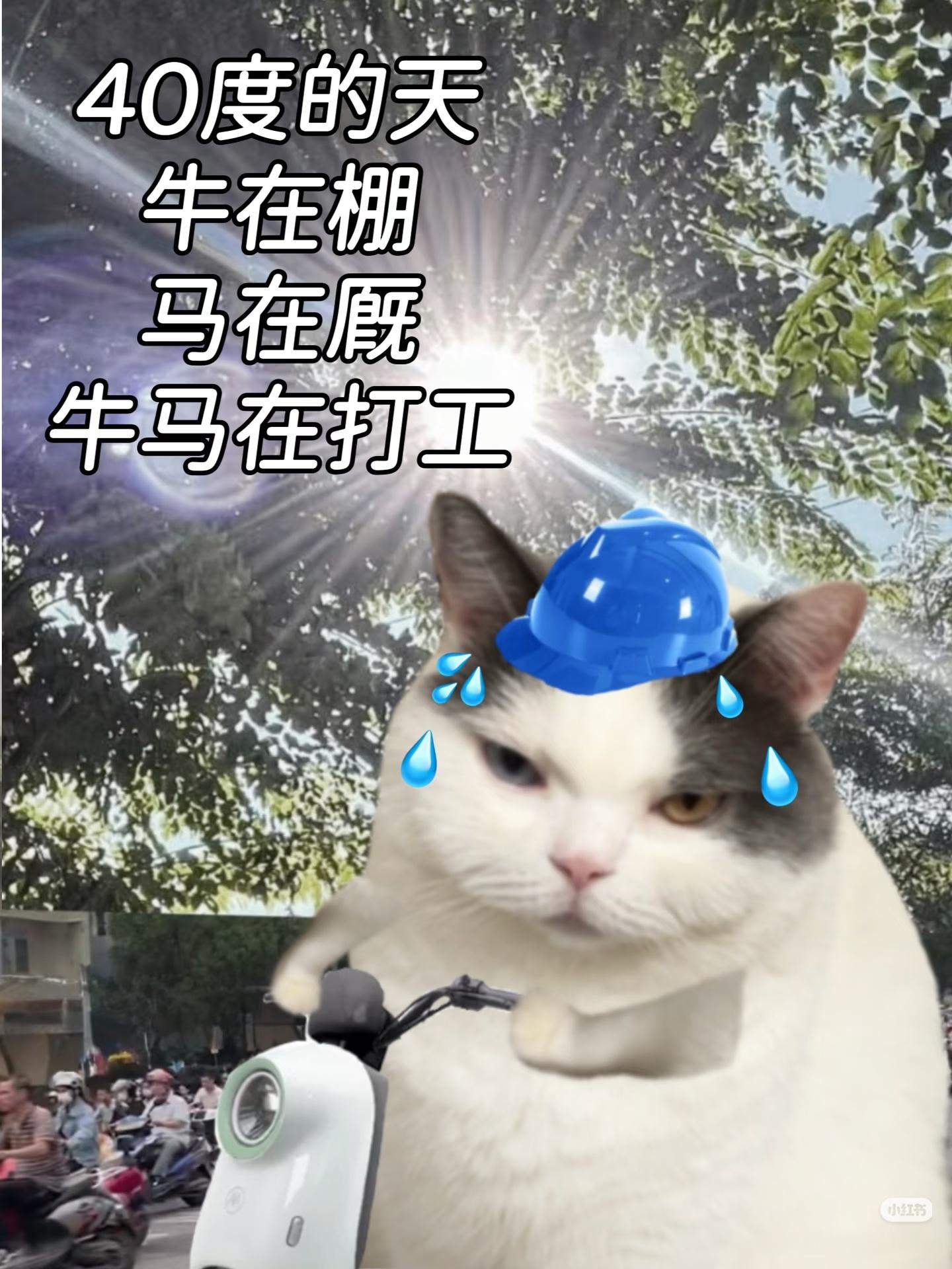 牛热了会躲树荫，马热了原地躺平，只有打工牛马，准时打卡上班