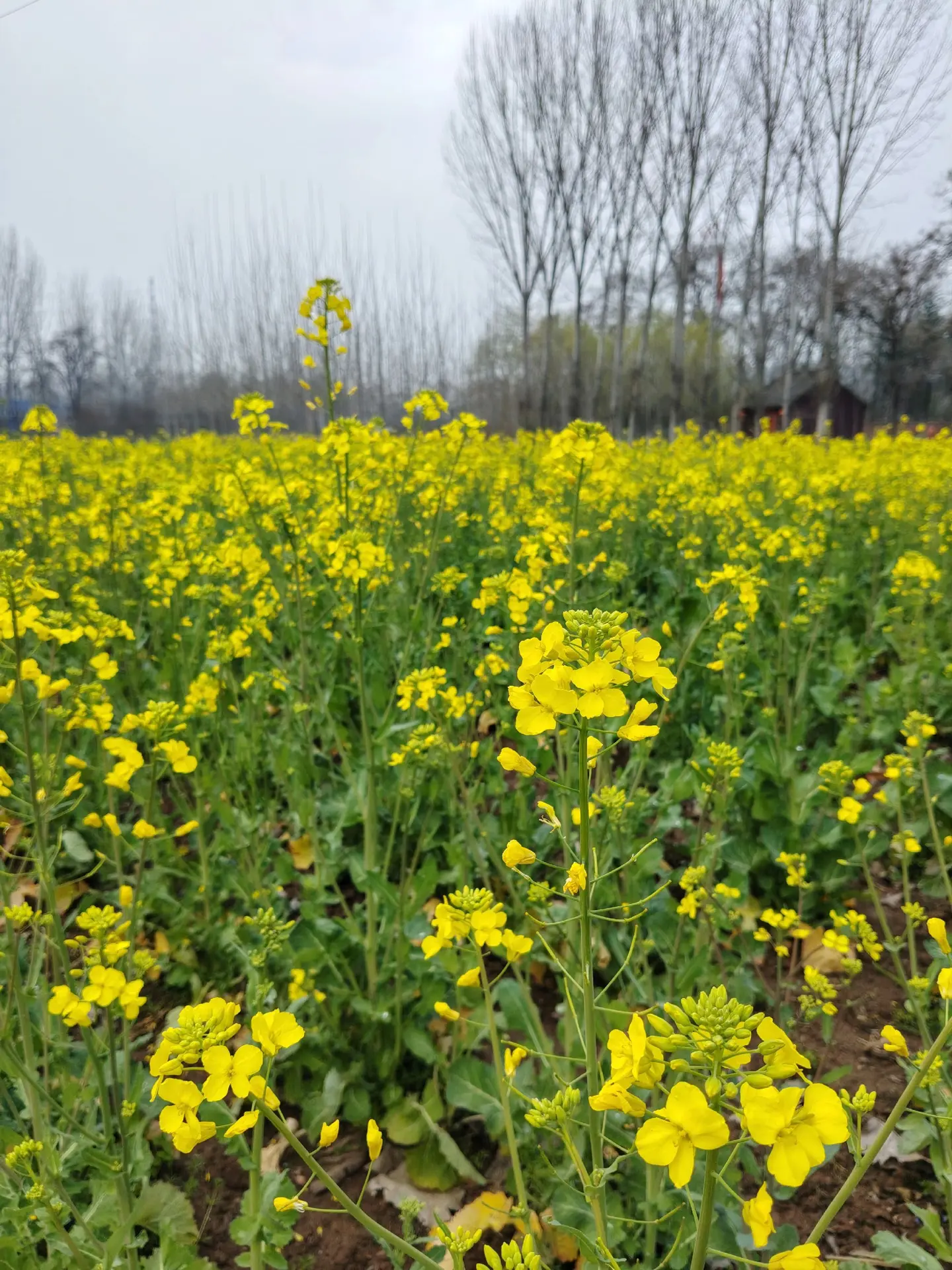 油菜花开迎客来   祈福河清花最盛。       河清村的排鼓铜器表演...