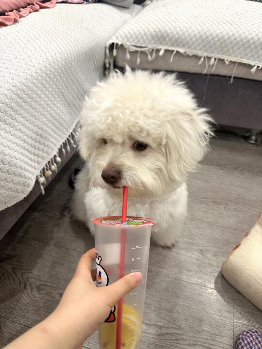 小狗也会不屑🫤