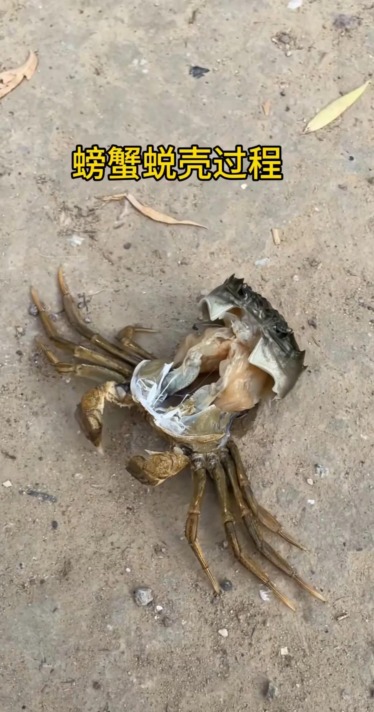 速看！螃蟹🦀蜕壳的全过程
