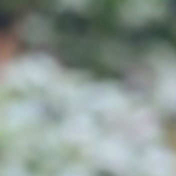 0000喜花草种植1、种植时间爱花草（喜暖植物）对环境的适应性较强，可全年在室内