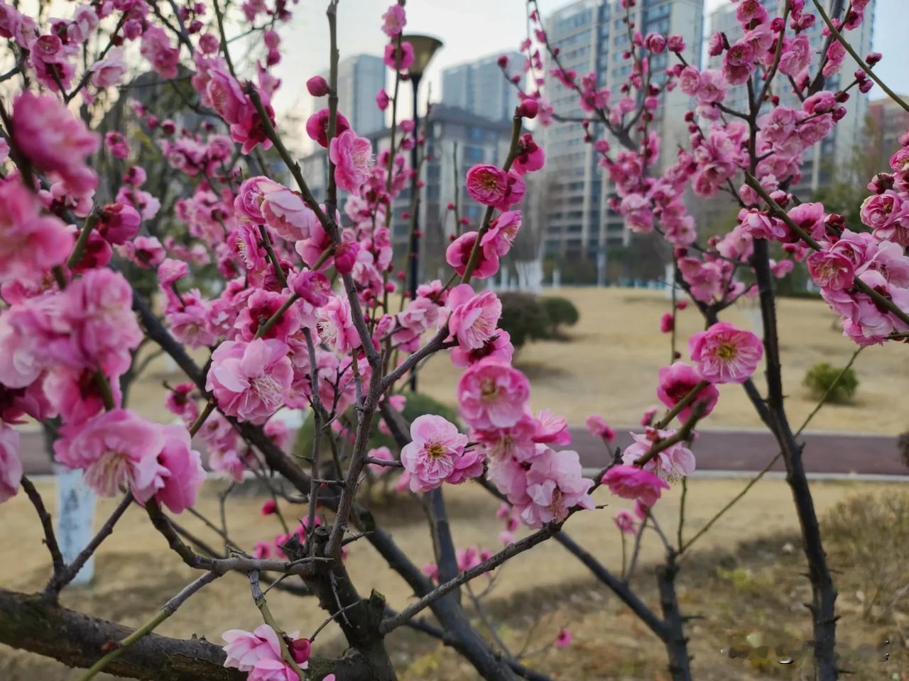 中国的封建专制王朝一般都不超过300年，为何日本的封建王朝却很少更替呢？

在历