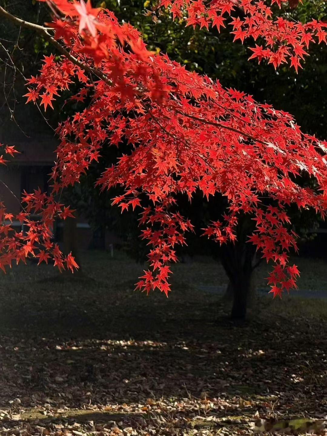 希望这个冬天  顺顺的 暖暖的 翻倍红红的[奸笑] 