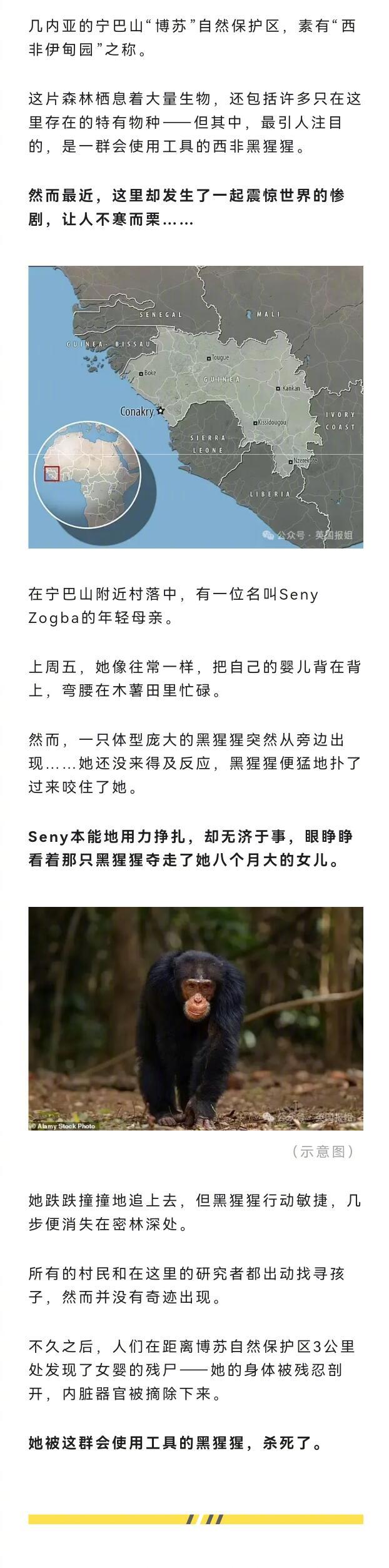 博苏的黑猩猩曾经被无数人津津乐道：它们会使用工具钓蚂蚁，能够制造工具来开坚果，能