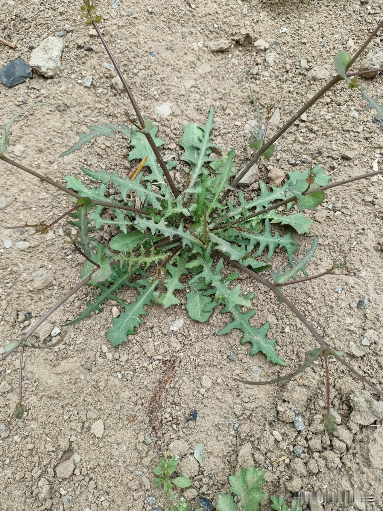 今天下午我去挖野菜，我挖野菜不是自己吃的，而是给我家的鸡吃的。

我们大院很大，