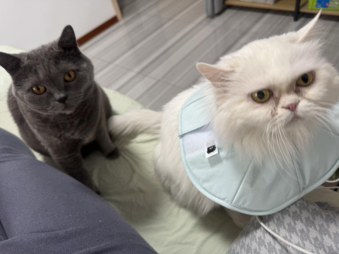 它们用行动告诉我，你是最值得被爱的人。